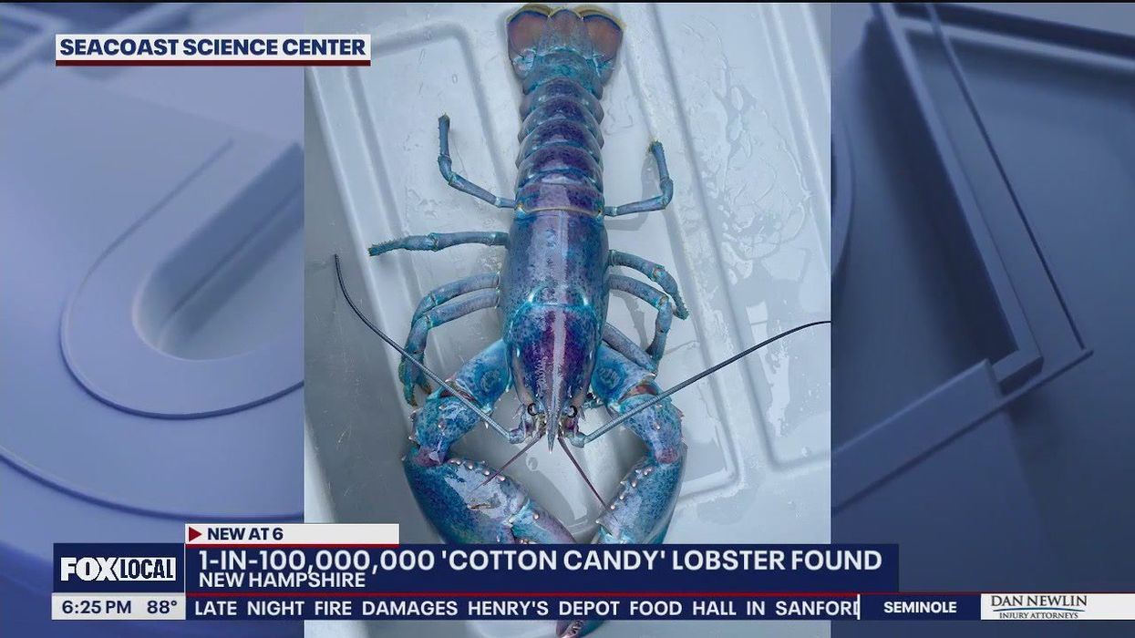 One-in-100-million 'cotton candy' lobster discovered off American coast