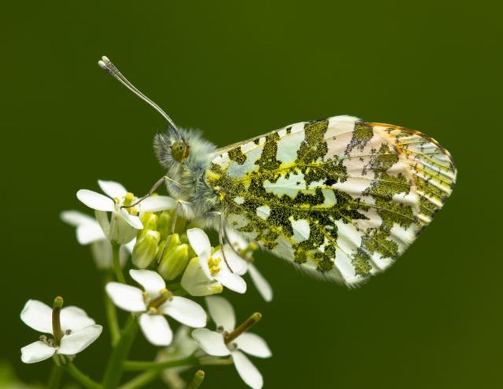 Undated handout photo issued by the South Downs National Park Authority of an orange tip butterfly by Thomas Moore, winner in the wildlife category in the South Downs National Park photo competition