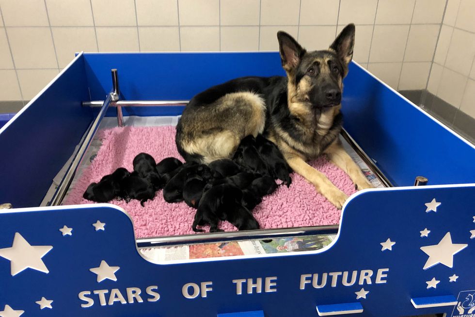 Unity\u2019s litter is over twice the size of the average for German Shepherds (Guide Dogs/PA)