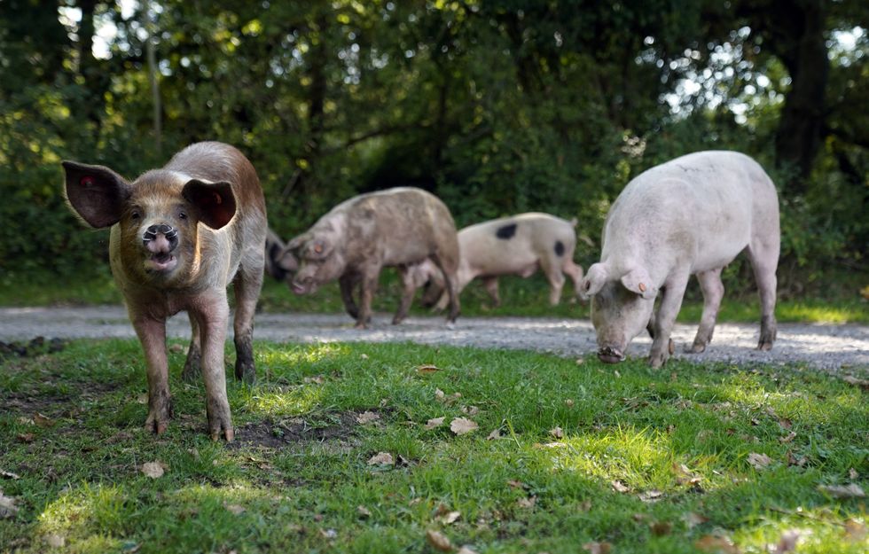 Hundreds of pigs released in annual pannage to hoover up New Forest acorns
