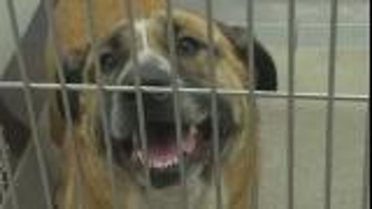 Woman forced to give up puppy over $10,000 veterinary bill