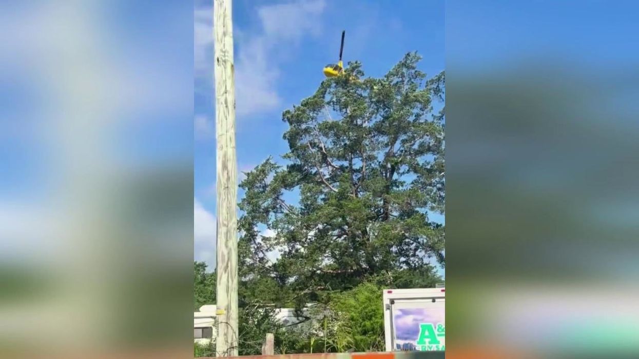 Watch: Runaway pet zebra airlifted back home after 9 days on the run