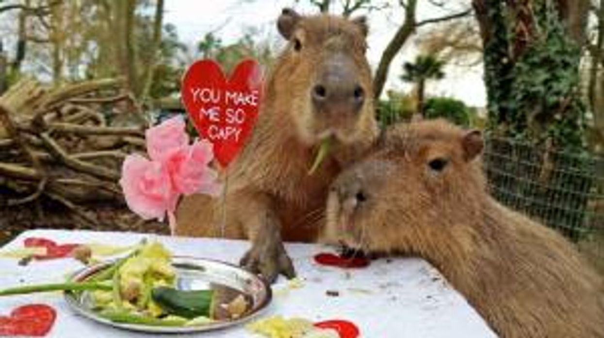 Here's how you can name a cockroach after your ex for Valentine's Day