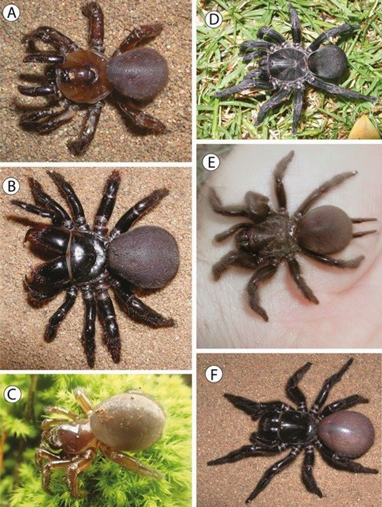 Queensland Museum to discover up to 100 new spider species
