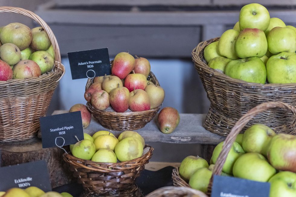 Various types of apples piled up in wicker baskets and labelled to show which heritage varieties they are