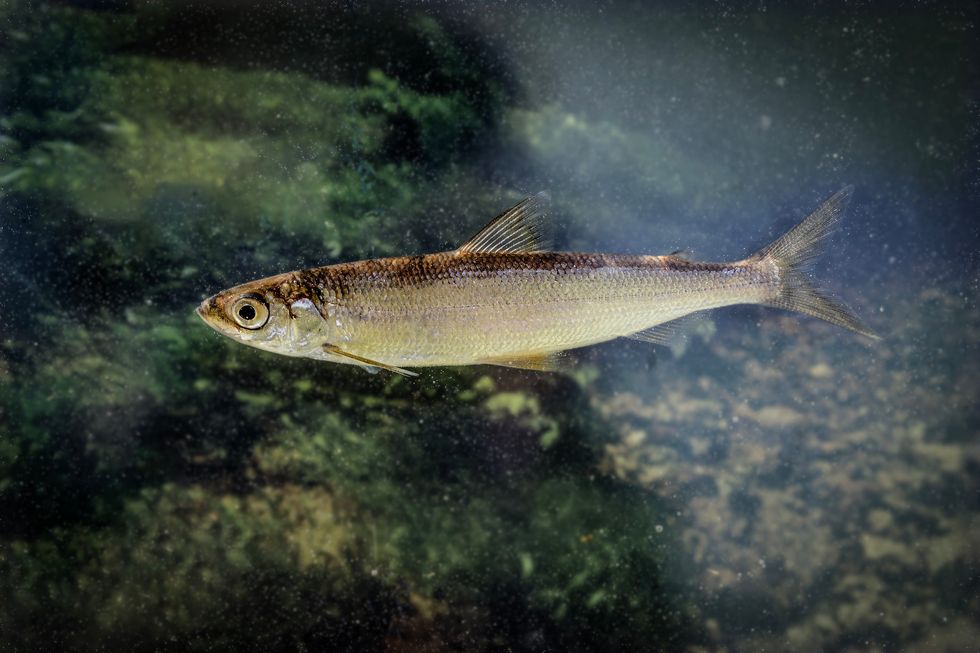 Rare Ice Age fish thriving in loch in southern Scotland