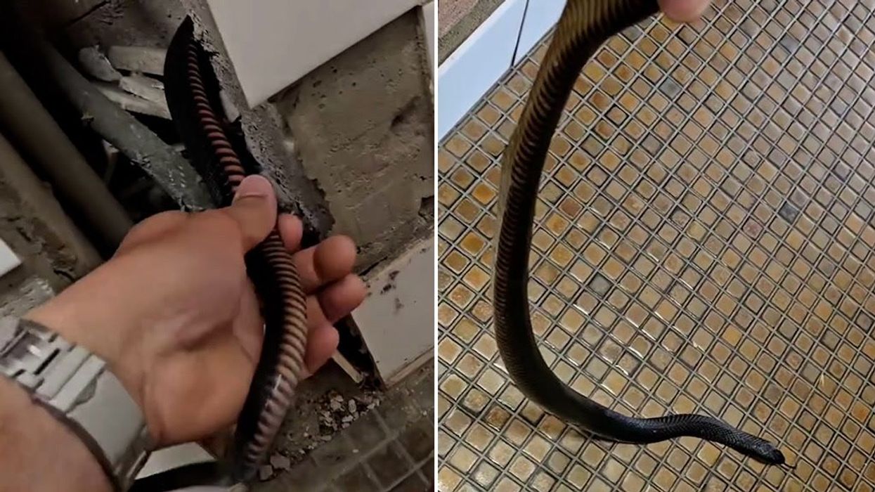 Venomous snake pulled from family's fridge in 'traumatic' scenes