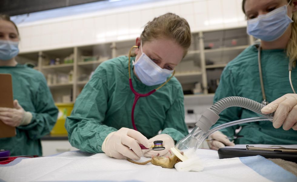 Vet using a stethoscope on a Hazel dormouse under anaesthetic