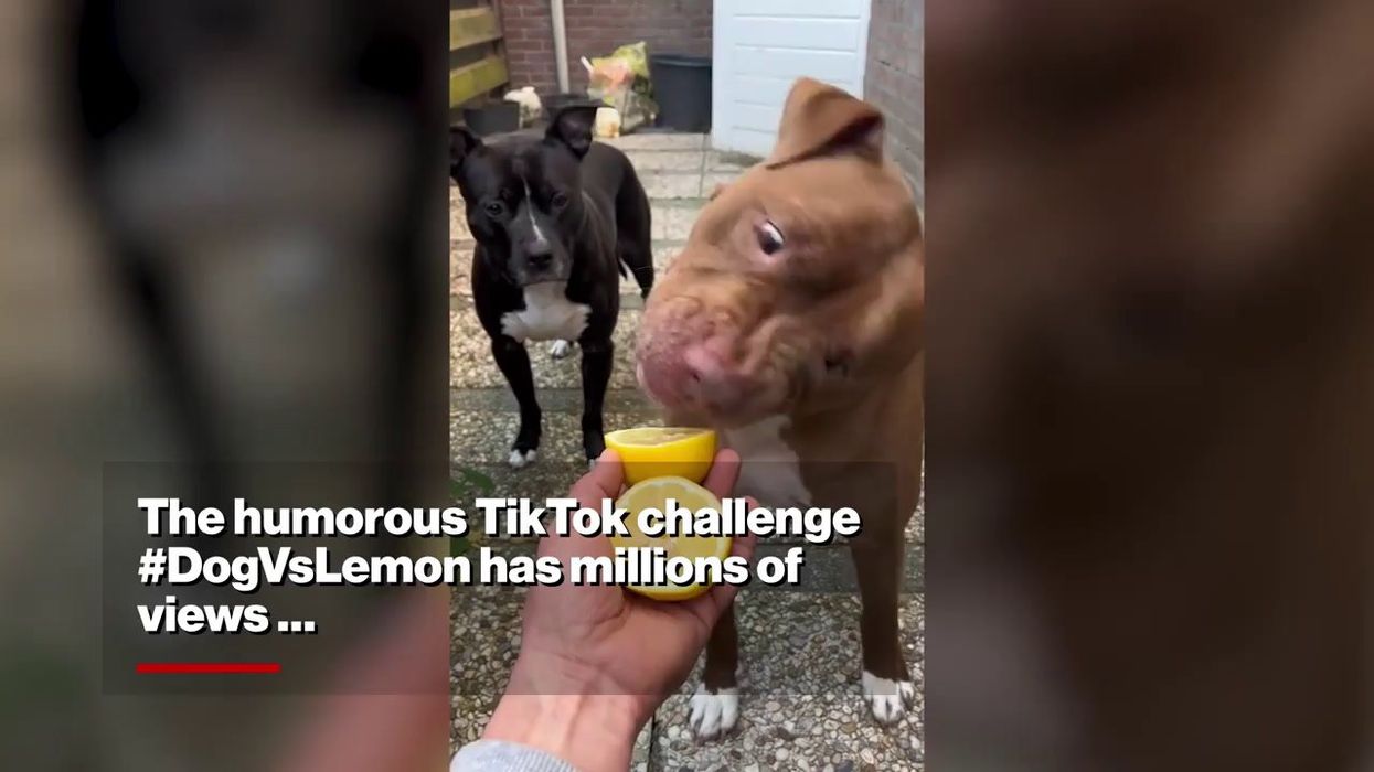 Dog owners issued warning about 'lemon' TikTok trend