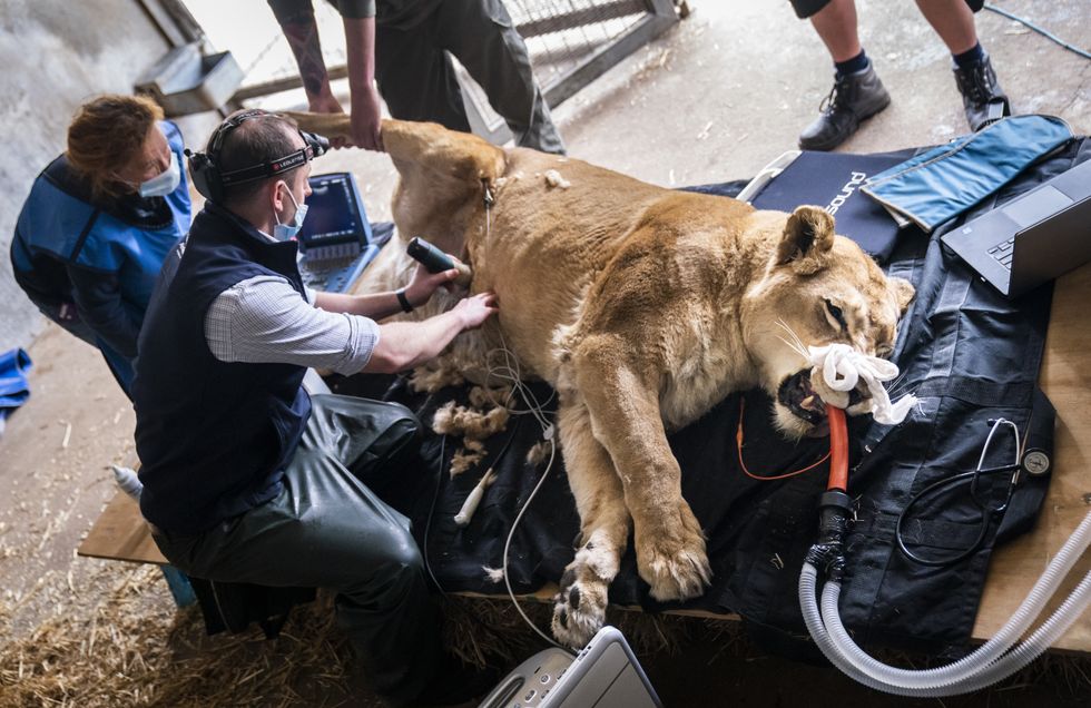 Keepers give lioness full MOT after she is knocked out for health check