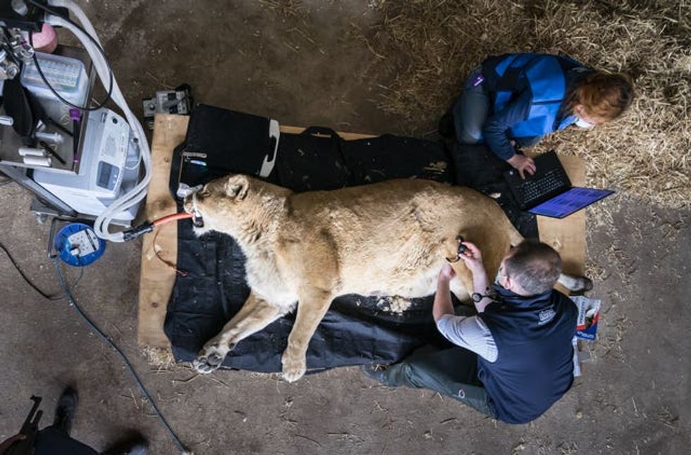 Veterinary surgeons Michael Rothwell and Oana Radu with Julie