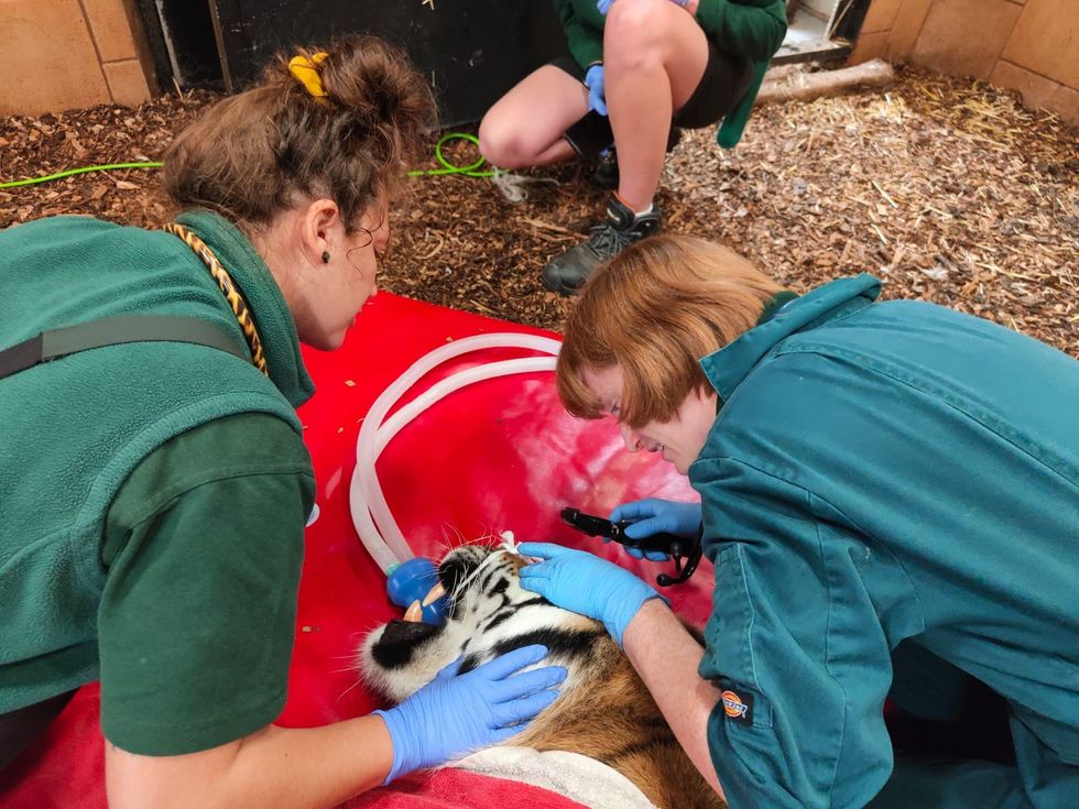 Vets carry out ‘daunting’ root canal dentistry on 170kg tiger