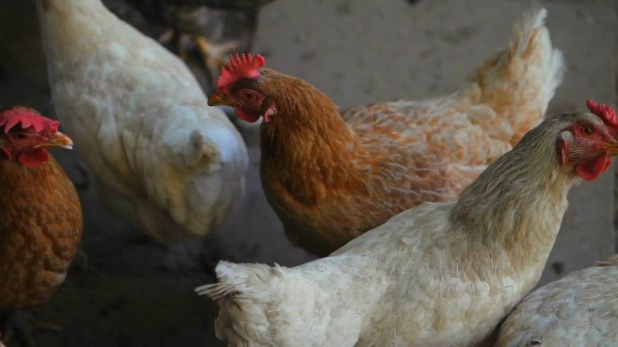 Dad dies from 'massive bleeding' after being attacked by violent chicken