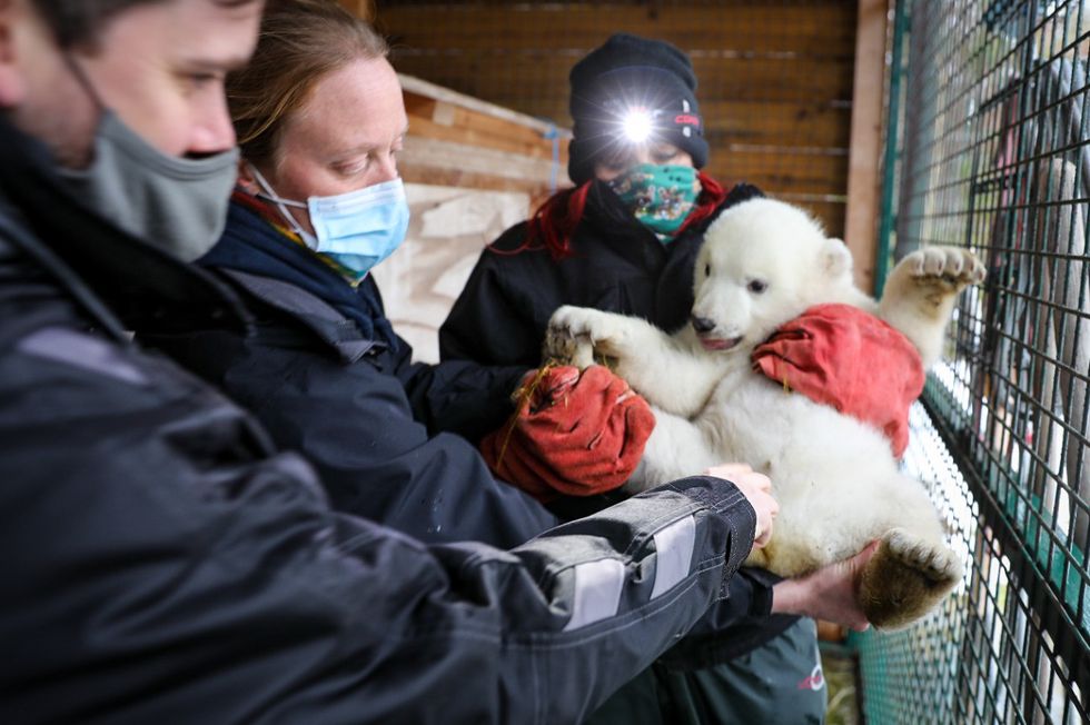 It’s a boy: UK’s youngest polar bear cub confirmed as male in first health check