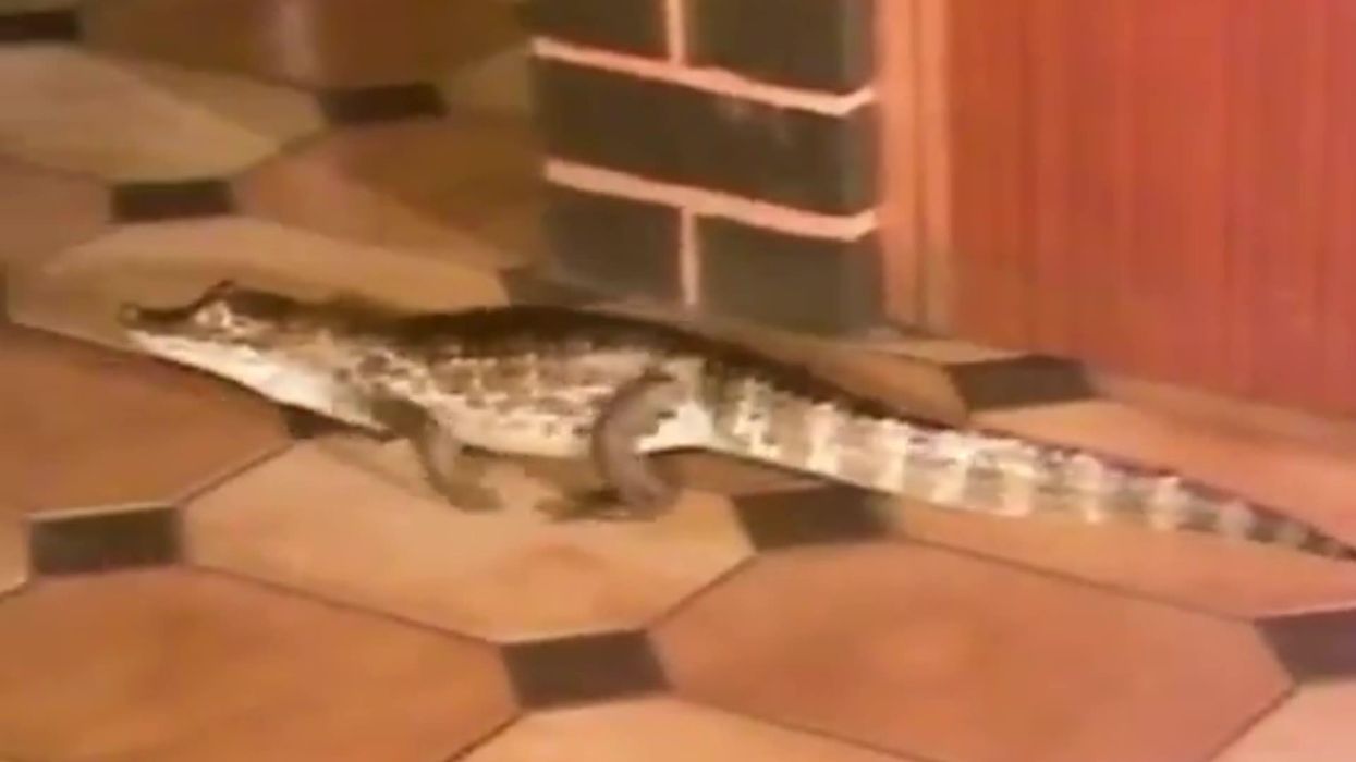 30-year-old video of man who got an alligator and offered it to a pub goes viral