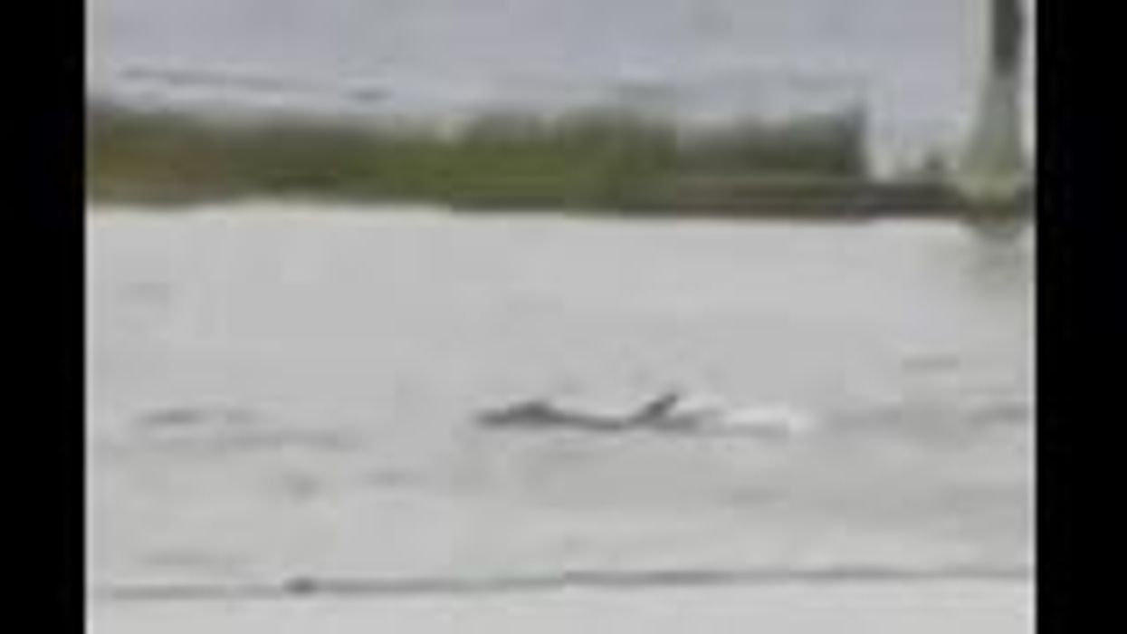 Was there a shark swimming in a Florida street because of Hurricane Ian?