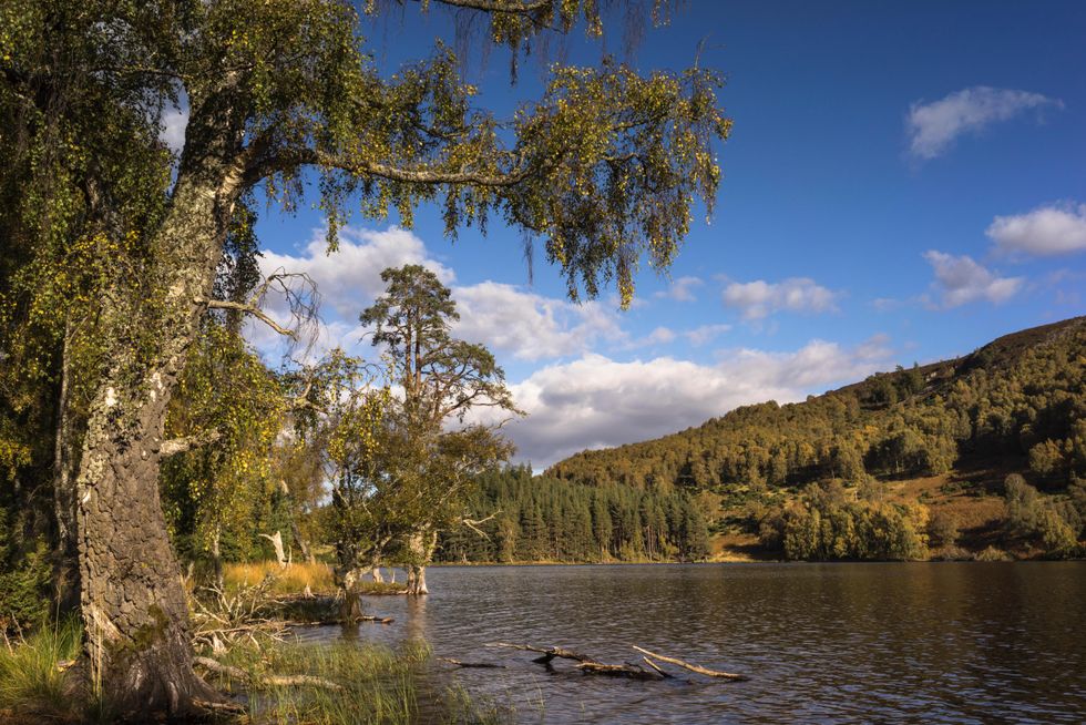 View of a loch, with trees in the foreground and across the water