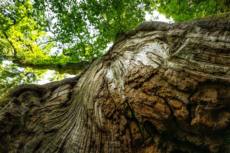 View of the 'King of Limbs' tree, taken from the base of its trunk looking up into its green leaves