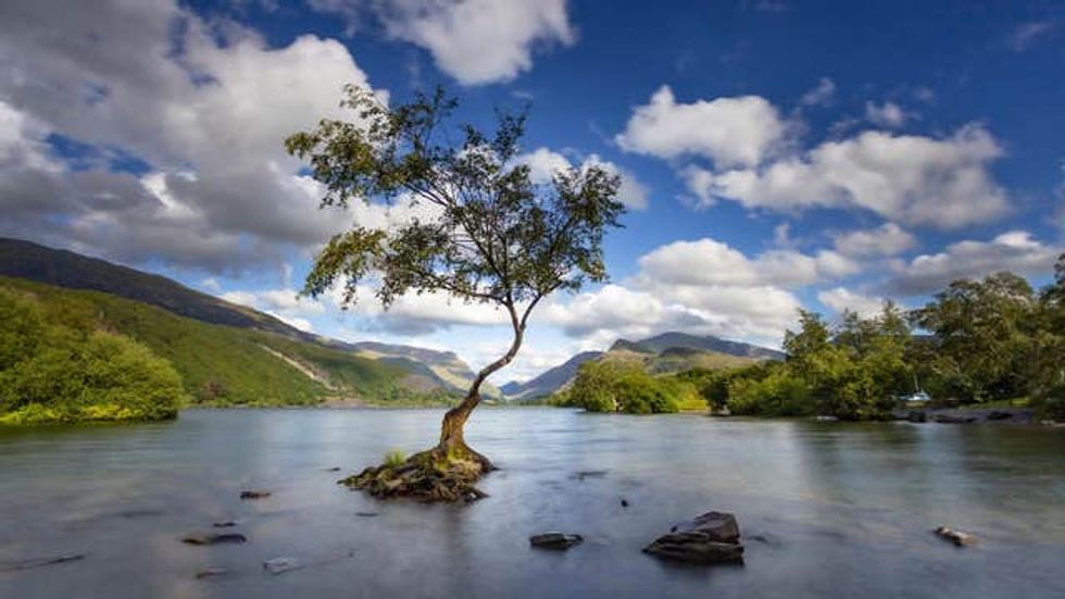 View of the The Lonely Tree in Llanberis, sitting by a lake