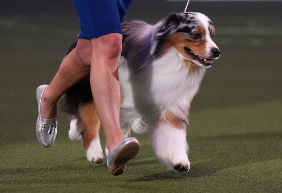 Australian shepherd named Viking crowned best in show at Crufts indy100