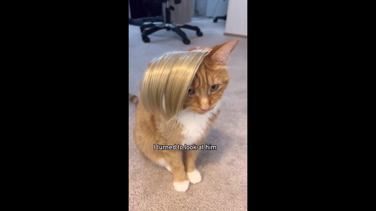 Viral video recreating Amber Heard's testimony with pet cats raises eyebrows