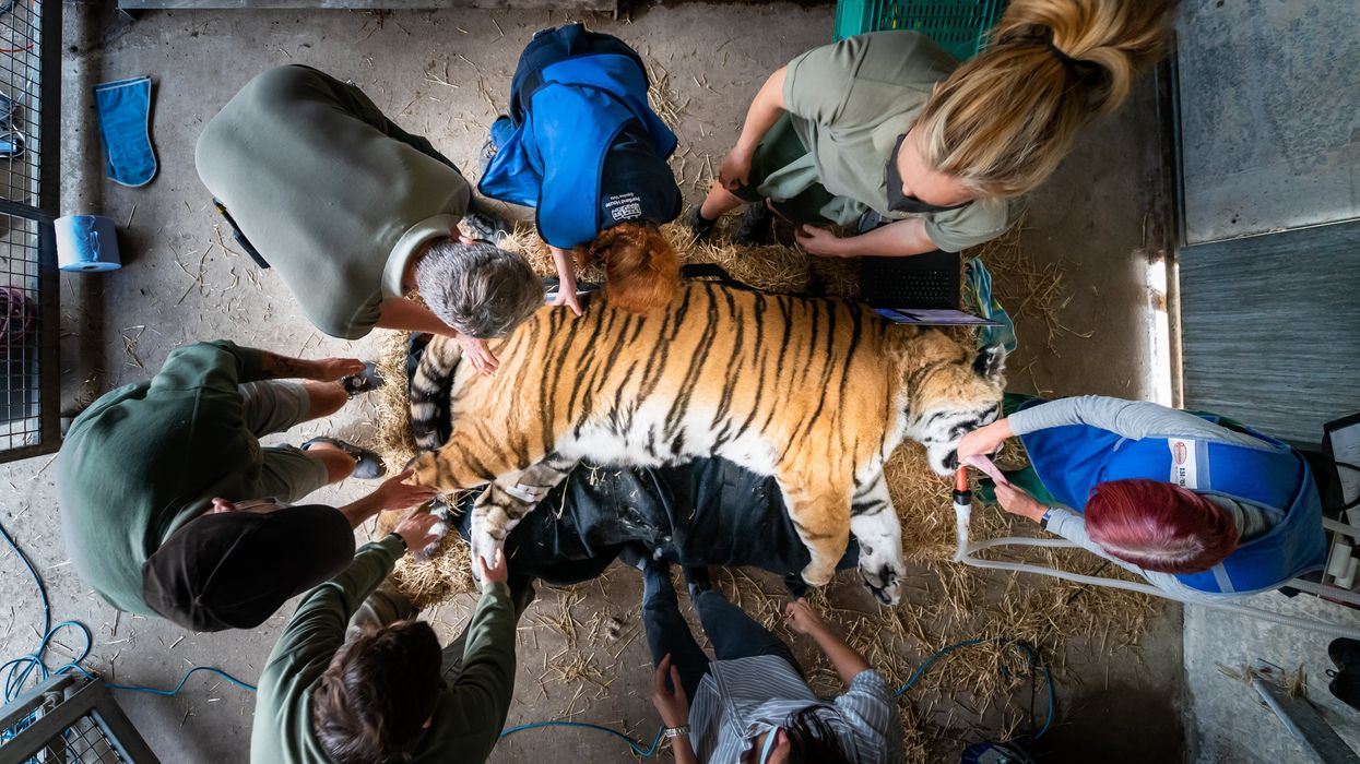 Vladimir, an Amur tiger, lies sedated during a procedure at Yorkshire Wildlife Park (Danny Lawson/PA)
