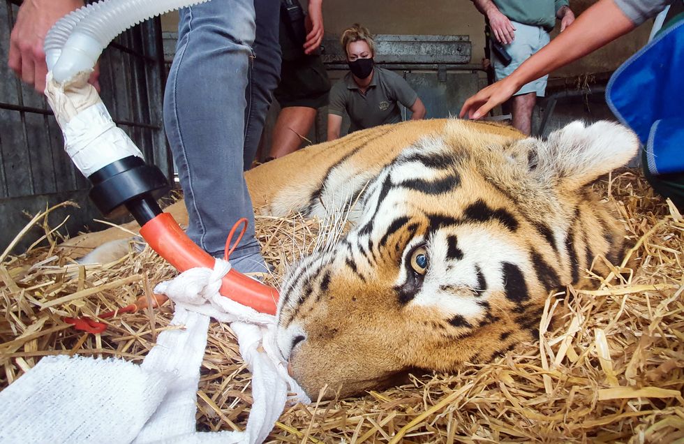 Vladimir, an Amur tiger, lies sedated during a procedure at Yorkshire Wildlife Park (Danny Lawson/PA)