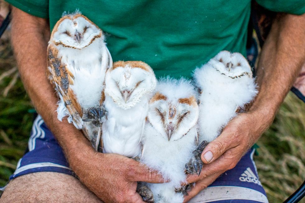 Conservationists celebrate as new brood of barn owls chicks are ringed