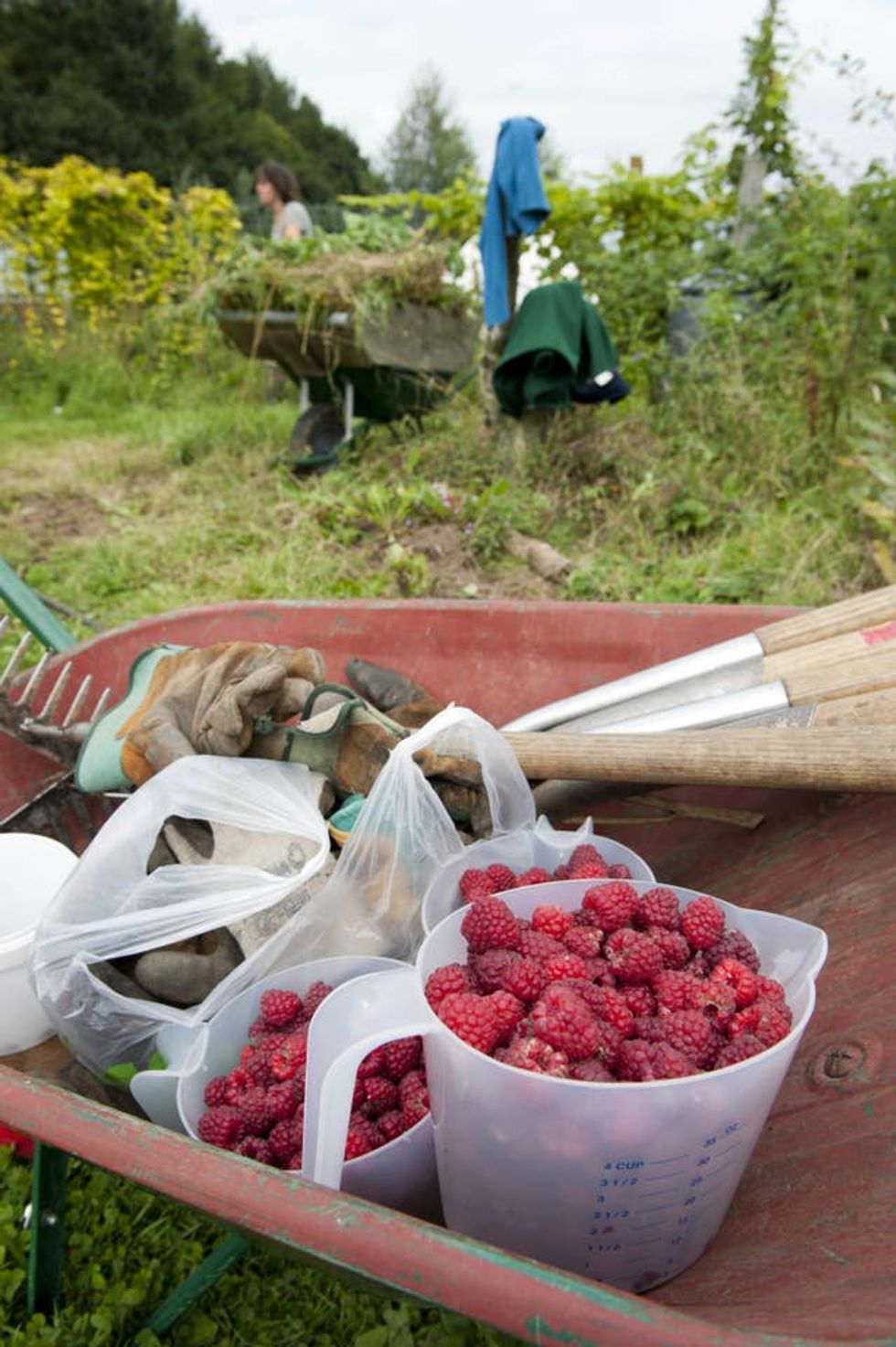 Volunteers harvesting raspberries