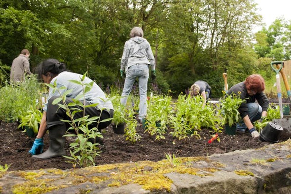 Volunteers planting wildlife-friendly plants at Langriggs in Cumbernauld