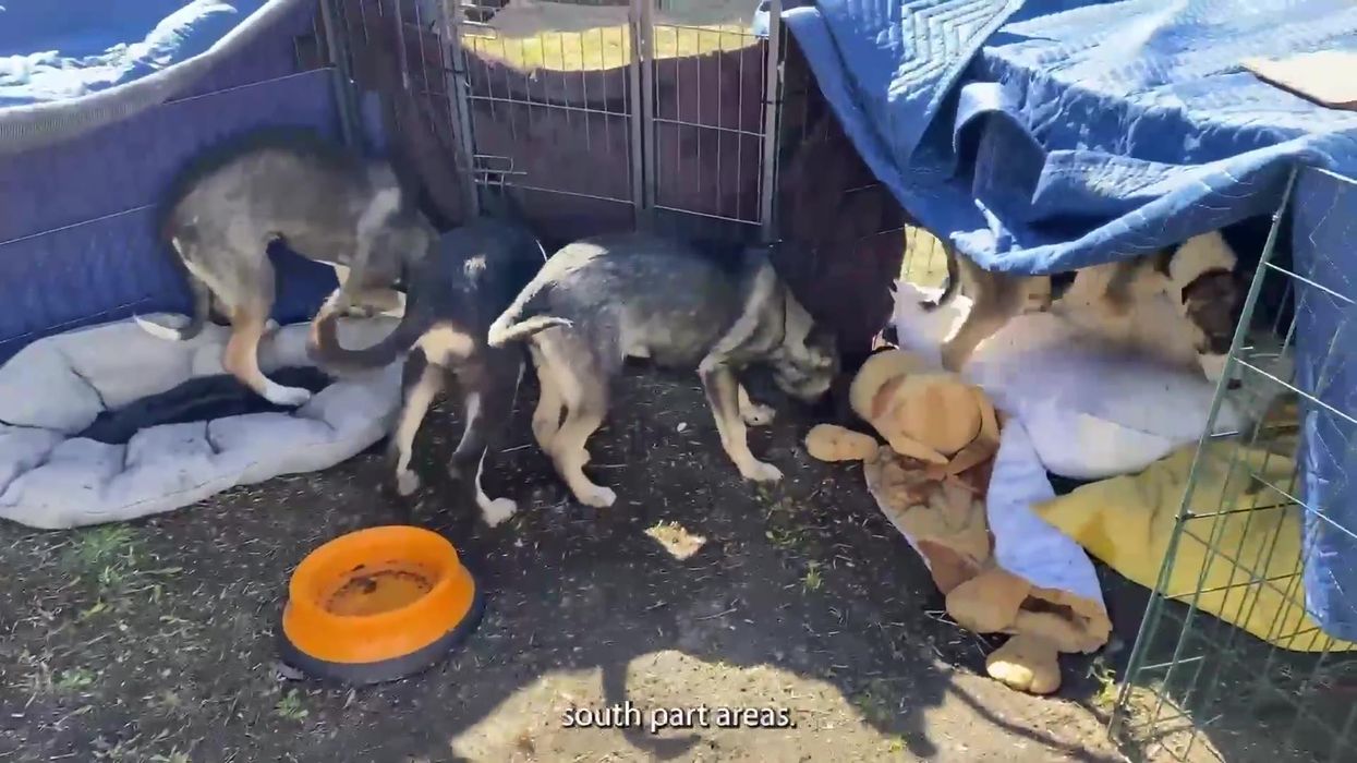 Volunteers risk their lives to save more than 550 pets from Ukraine