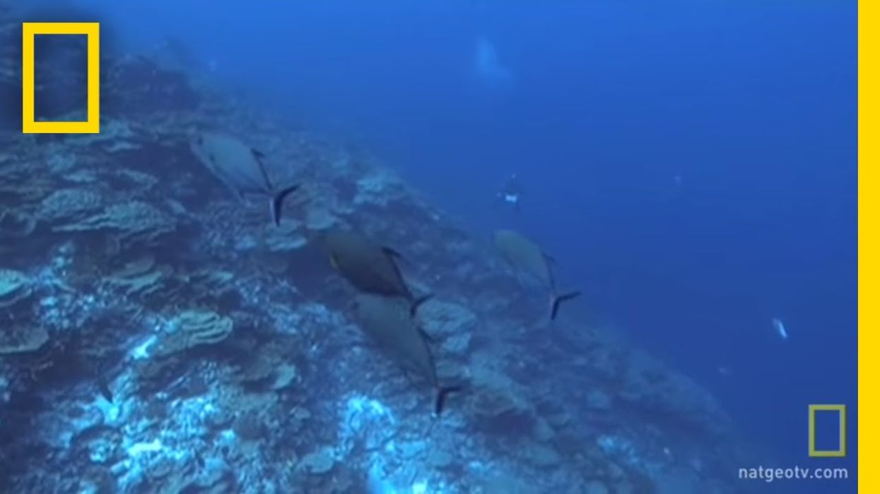 Incredible footage of 'hollow island' in middle of ocean shared by divers
