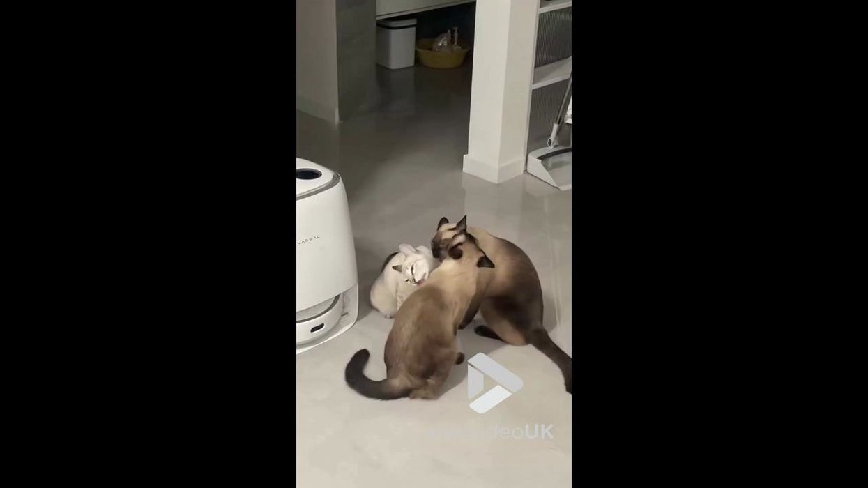 A prestigious physics paper was co-authored by a Siamese cat