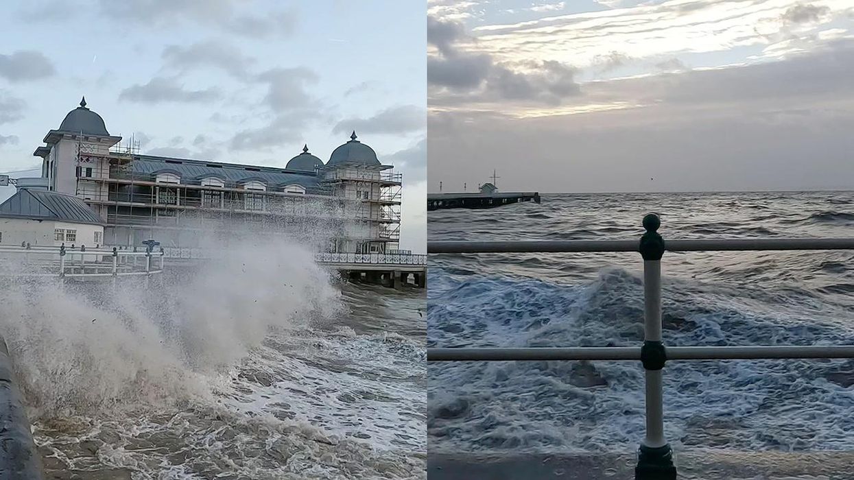 An 'unpredictable' raccoon dog is terrorising locals in Wales