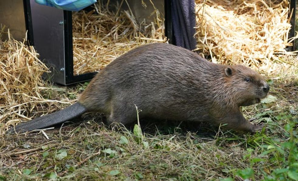 Wallington estate beaver release