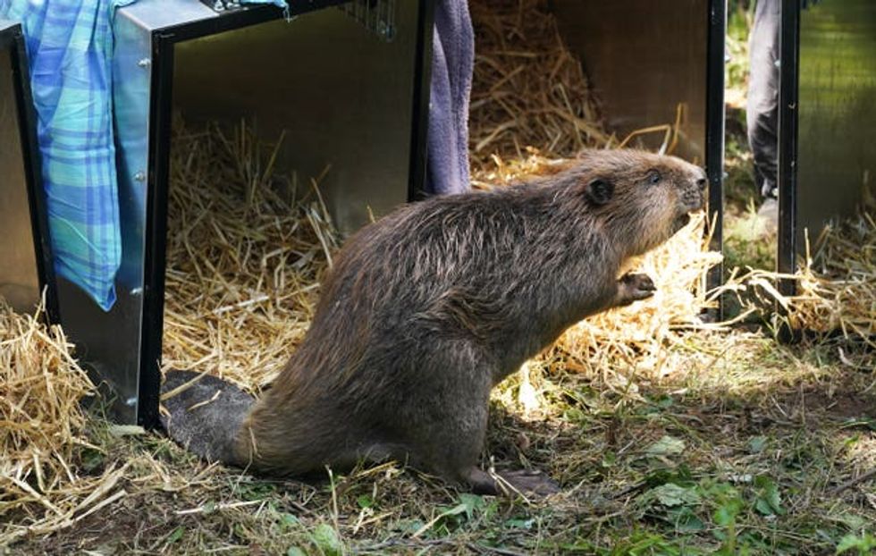 Wallington estate beaver release