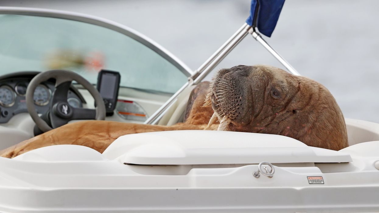 ‘Wally’ the arctic walrus lounges in a speedboat at Crookhaven, Co. Cork (PA)