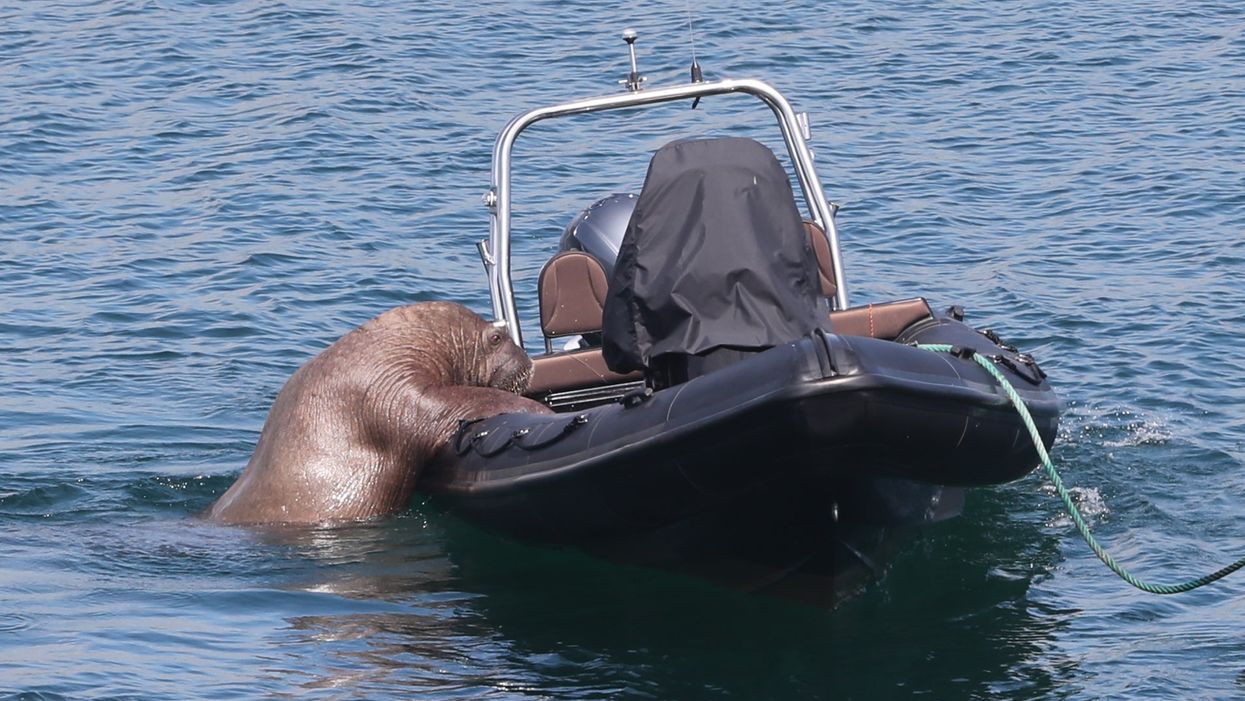 “Wally” the arctic walrus takes an interest in a boat off the coast of Ardmore, Co Waterford. The walrus was first spotted on Valentia Island in Co Kerry in March, and has also been seen off Pembrokeshire in Wales, Cornwall in England, and the coast of France, and most recently in the Isles of Scilly. Picture date: Wednesday August 4, 2021.