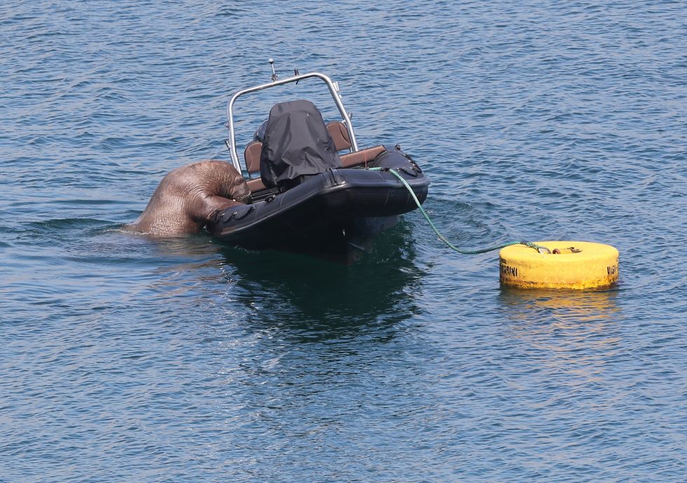 Wally took an interest in a boat off the coast of Ardmore, Co Waterford (Niall Carson/PA)