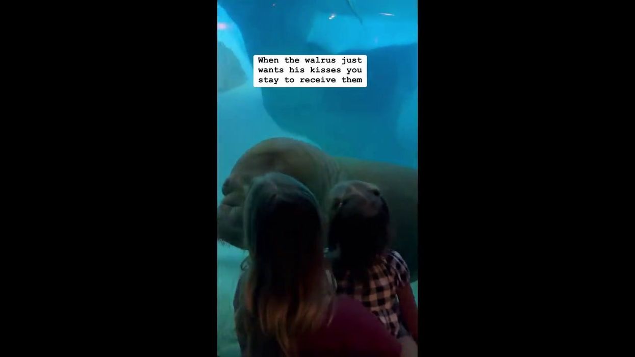 Masturbating walrus reappears two months after causing chaos