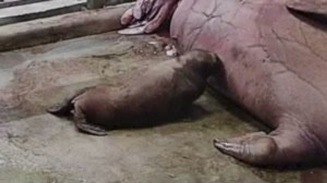 Tributes pour in after baby walrus that needed constant cuddles dies