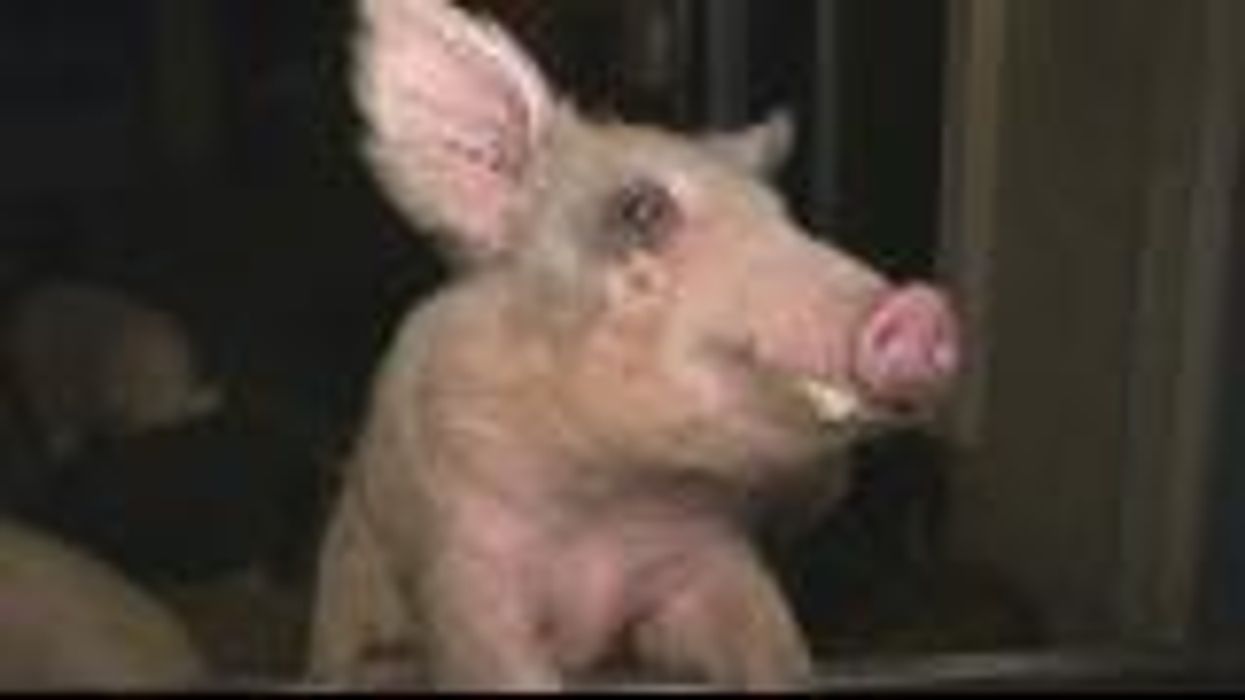 A pig sanctuary has put out a plea for people to come and adopt them as pets