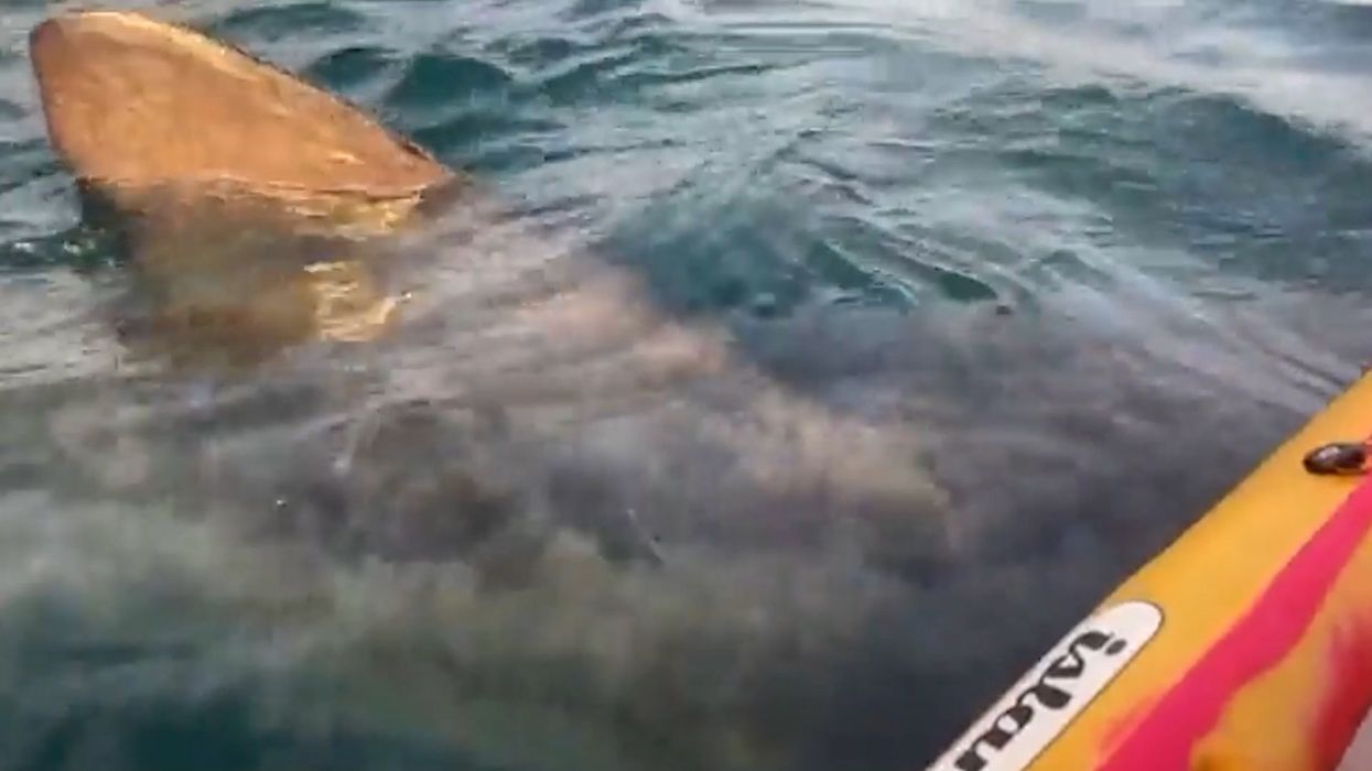 Nail-biting moment kayakers are approached by basking shark off Irish coast