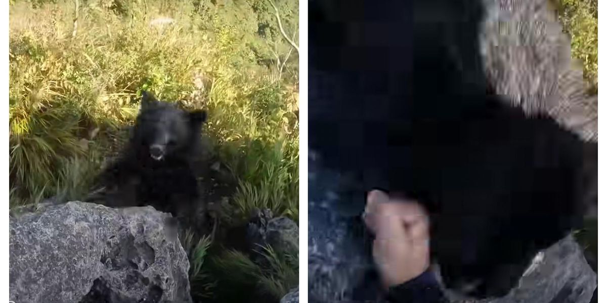 Climber captures terrifying moment that he has to fight off a bear