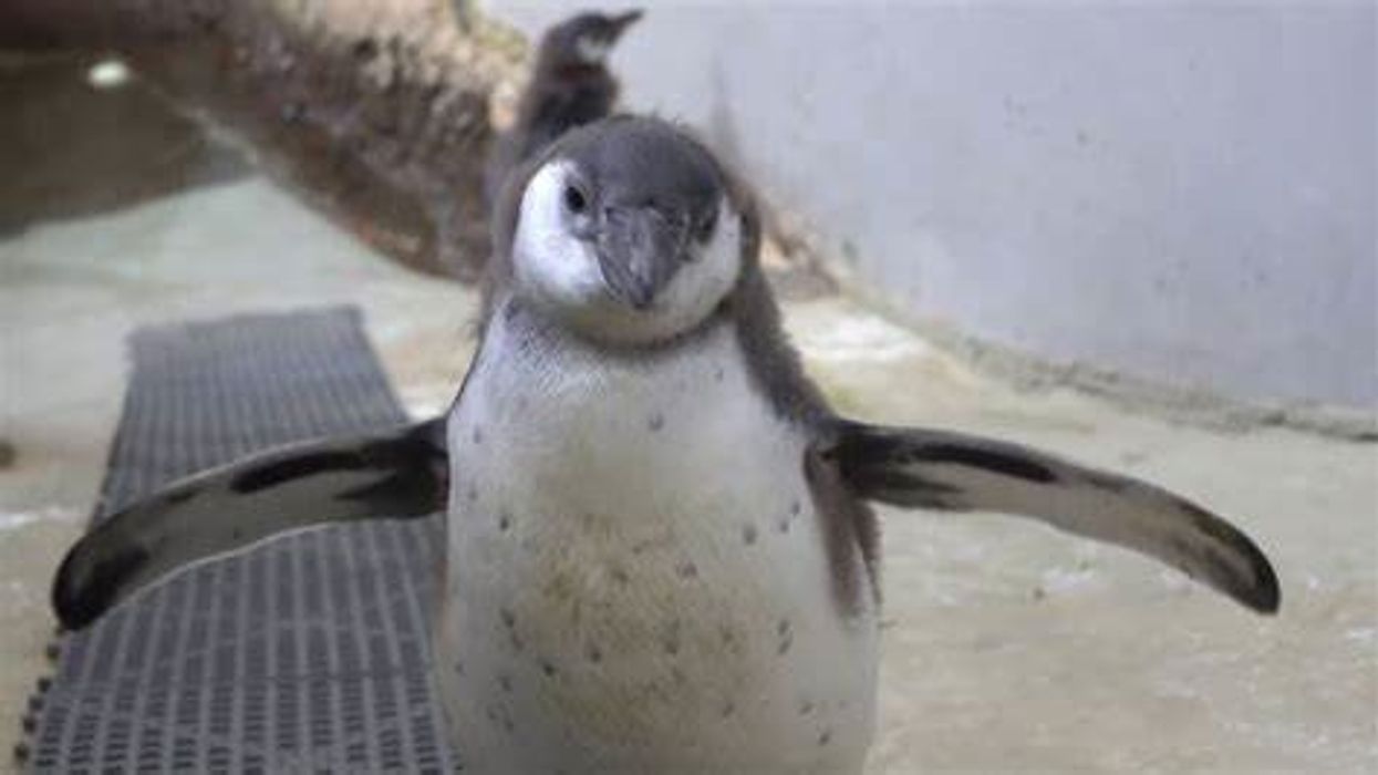Watch Oregon Zoo's tiniest penguin go for her very first swim