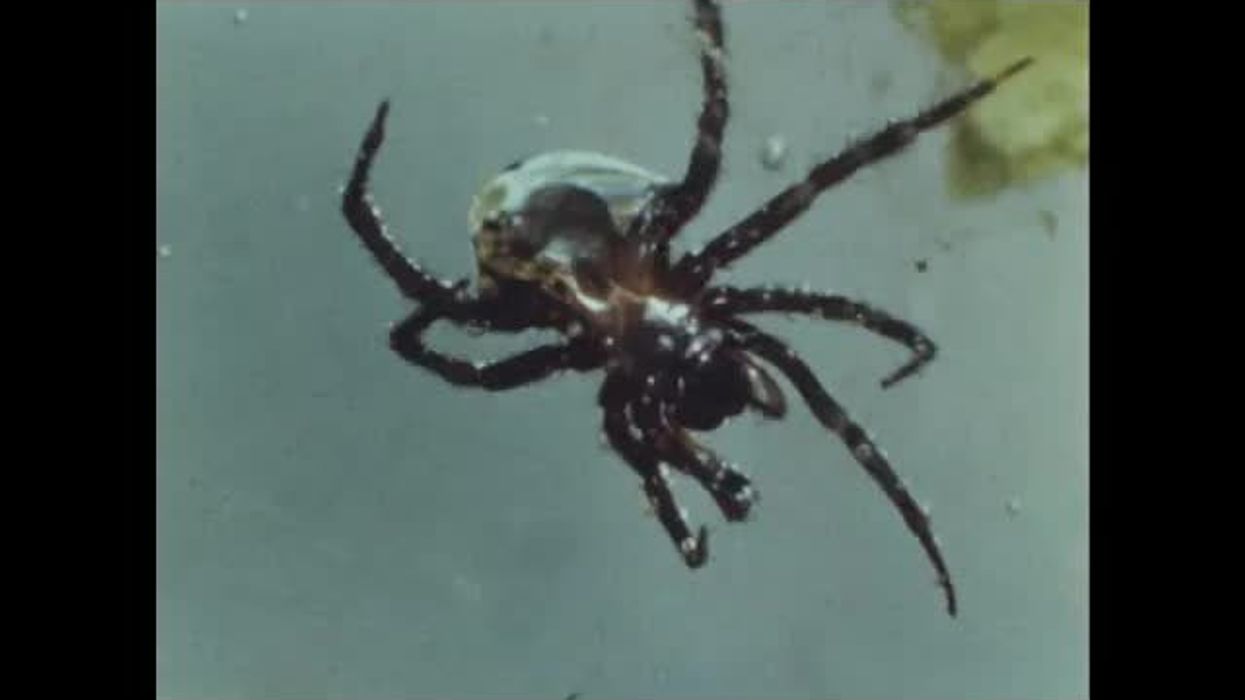 Spiders are keeping loud noises out by using their webs in strange way