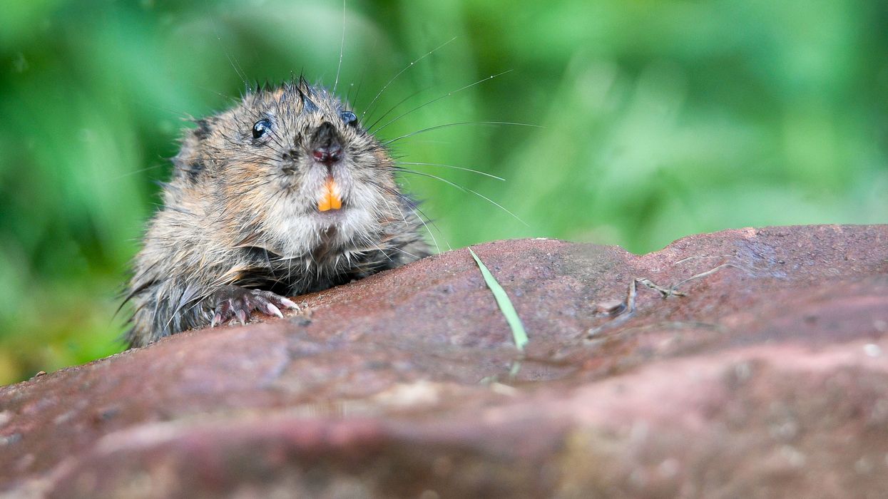 <p>Water vole</p>