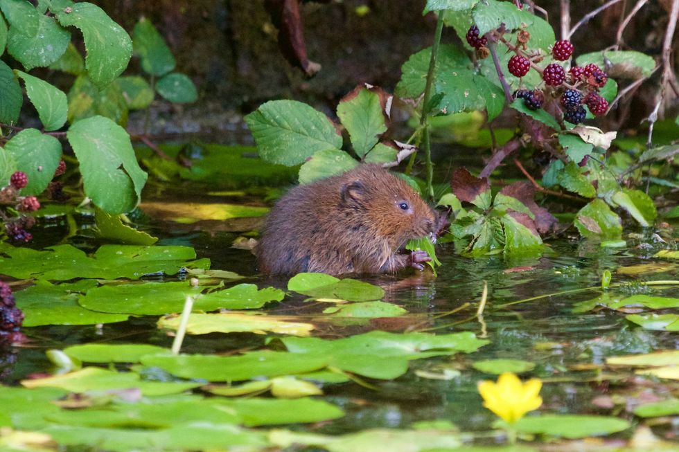 Water voles, Britain\u2019s fastest declining mammals, are set to benefit from the conservation project at the Upper Bure. (Richard Bradshaw/ National Trust/ PA)