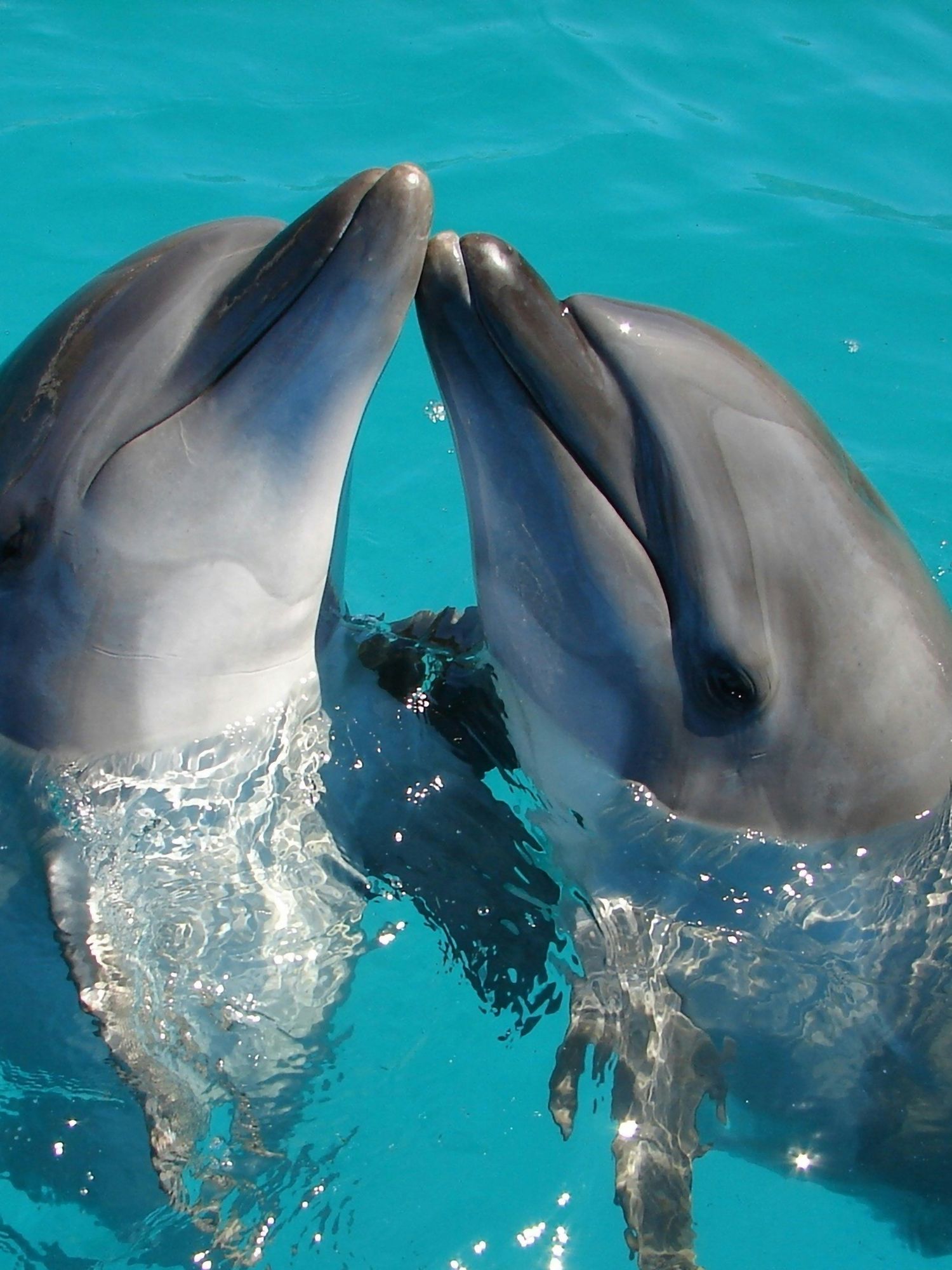Scientists could soon be speaking to dolphins thanks to AI