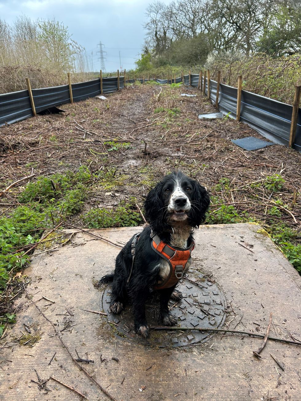 Teaching a talented dog newt tricks